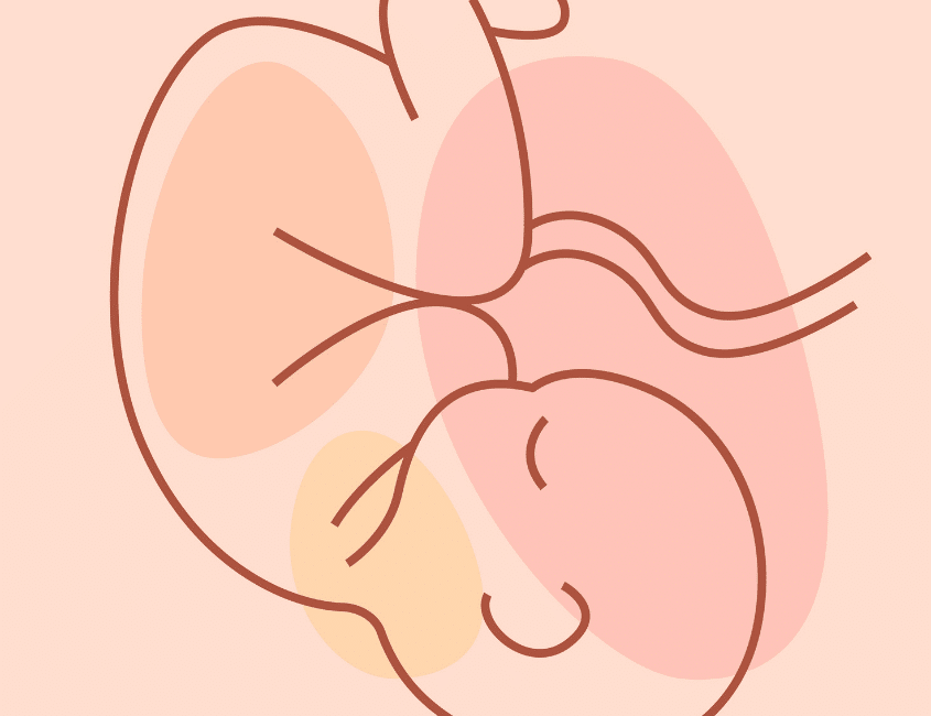 Understanding Embryo Transfer: A Key Step in Surrogacy with Conceptual Options Blog Post Image 041726